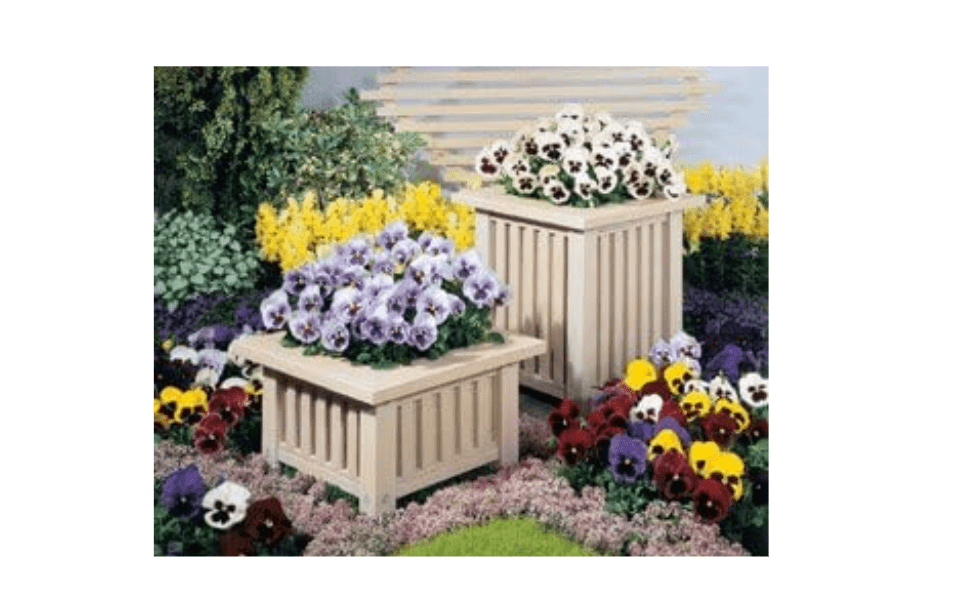  Pansy DeltaPro Blotch Mix 1,000 Seeds