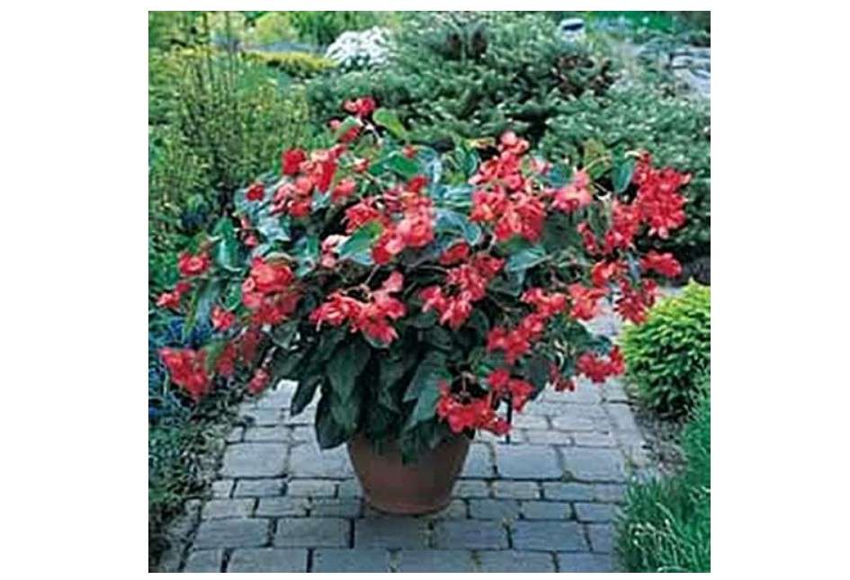  Begonia Fibrous Dragon Wing Red Seeds
