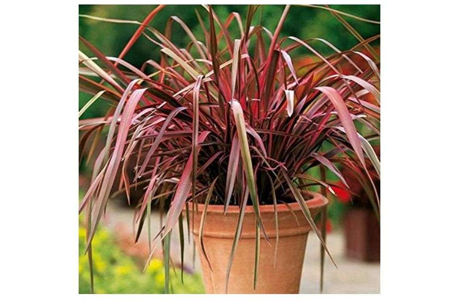  Outsidepride New Hybrids Phormium Seeds - 100 Pcs Perennial, Sword-Shaped Leaves, Hardy, Low Maintenance, Attracts Pollinators, Beautiful Foliage, Perfect