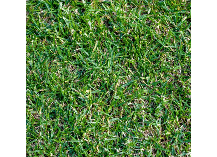  Everwilde Farms - 1 Lb Buffalo Grass Native Grass Seeds - Gold Vault