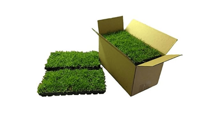  Zoysia Plugs - 100 Full Zoysia Grass Plugs | Mature Roots | Individually