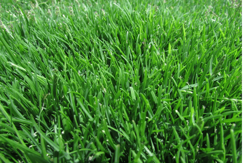 https://www.amazon.com/Emerald-Zoysia-grass-seeds-1/dp/B01JKXKTDK/ref=sr_1_2?dib=eyJ2IjoiMSJ9.EpXICfAT149Q3JXBlTO21ZDXTbbkB4wjrSiqRSxJqn4ADB8gJ-FRhRnshTGlQ5KWpOfbTJFNxbGoDULq_vtceav_7-UMwY8cDoLElONJ34rxccI63d1-NyMl0GU6Q73GssHTXho_3x6jDSGn5QMg5FPFcsgK8-4zlDVJSmzS6G3daE5qfZy6C9gbo8591GMGIdp2SvkjNpOnedlOkPsFa6zkG536JmjlcLcwzUD4LO1Lc2EZAIoIVmDt-r8L-lM34oBBFxgSOB-uGebBX__iF-AKrHe54vZaQS1JDboNyrA.iKypXzd269hnpXDRrNuFNnZRjy6wq3YsrcvJZiLwoAQ&dib_tag=se&keywords=zenith%2Bzoysia%2Bgrass%2Bseed&qid=1758717139&sr=8-2&th=1