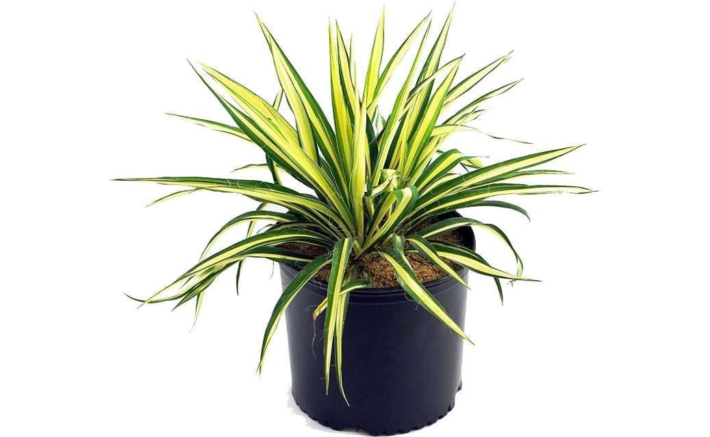  Yucca filamentosa 'Color Guard' (Yucca) Shrub, #2 - Size Container