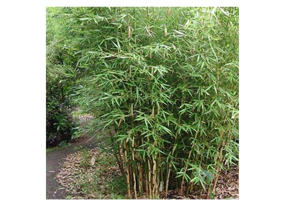  Fargesia Robusta ‘Pingwu’ Clumping Bamboo, 1 Size Live Plant