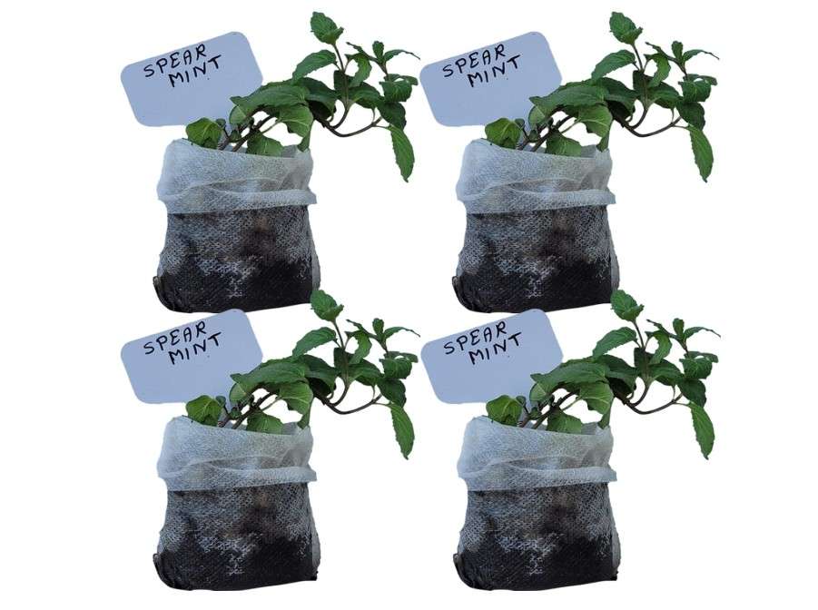 
Generic Spearmint Plants. Live, Fragrant, Fresh, Edible. Easy Grow. Indoor/Outdoor. (4 Mint Bags)