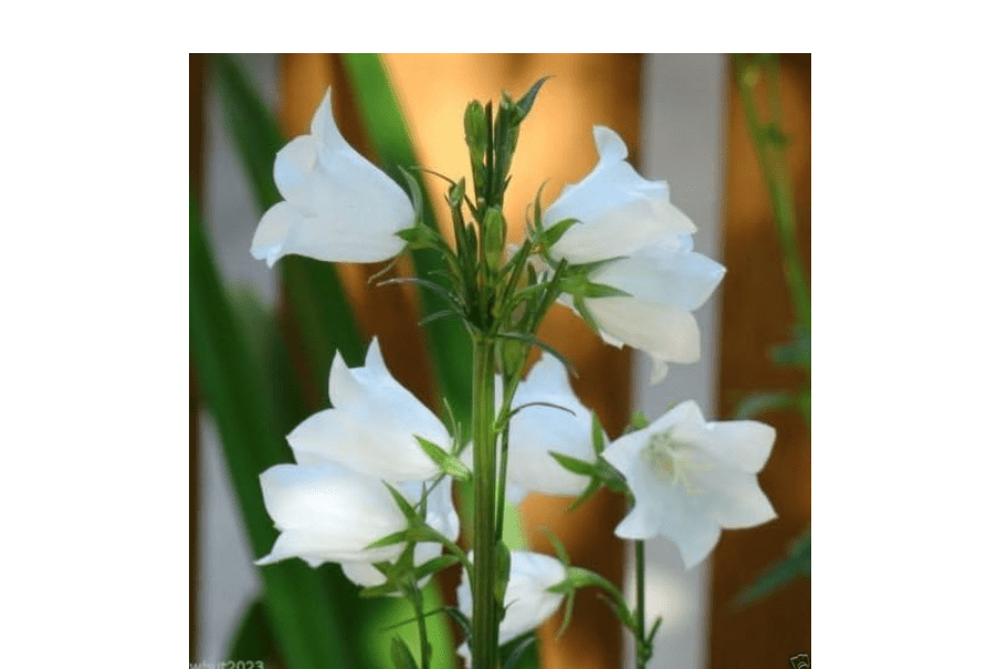 
White single Canterbury Bells,CAMPANULA medium ,Cup and Saucer Seeds