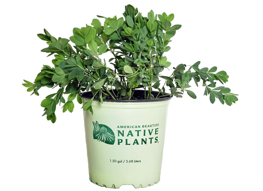 
American Beauties Native Plants - Baptisia australis (Blue Indigo) Perennial, blue flowers