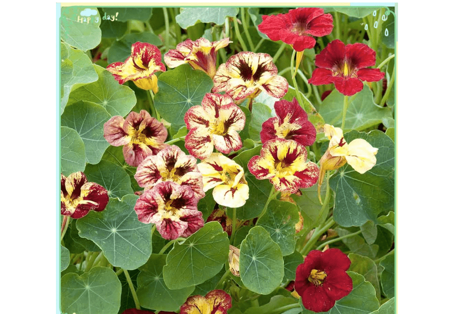 Rare Flower Plant Seeds 30+ Nasturtium Seeds - Bloody Mary