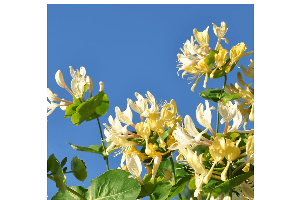 
Honeysuckle Plant Live Vine, Japanese Lonicera Honeysuckle - Starter Plant - Approx 7-10 Inch - Dormant
