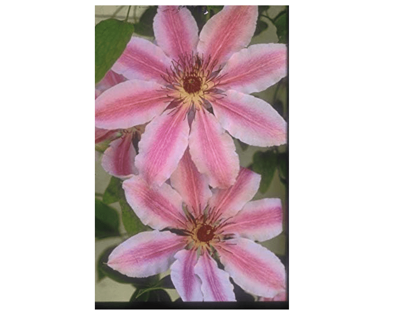 
Clematis Bareroot Plant- Nellie Moser-Ready to Ship
