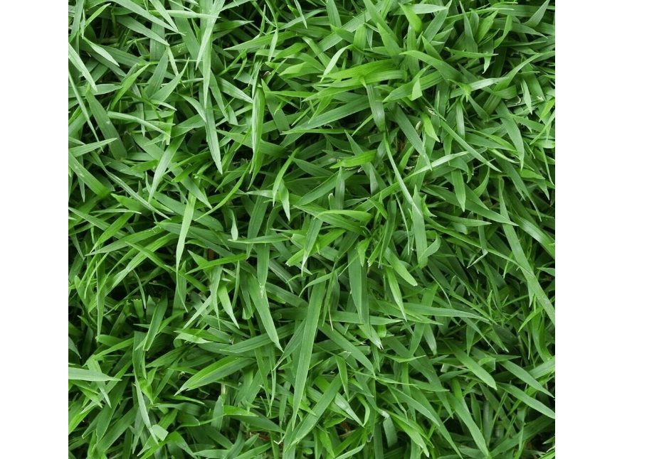 
Empire Zoysia Grass Seeds Zoysia Empire Grass Seeds Zoysia Grass Seeds