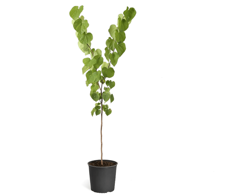 
Brighter Blooms - Eastern Redbud Tree, 5-6 Feet - Live Flowering Plant - No Shipping to AZ, OR
