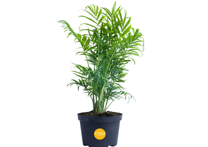 
Costa Farms Neanthebella Palm Parlor Palm Live Indoor Plant 12-Inches Tall, Ships in Grower's Pot