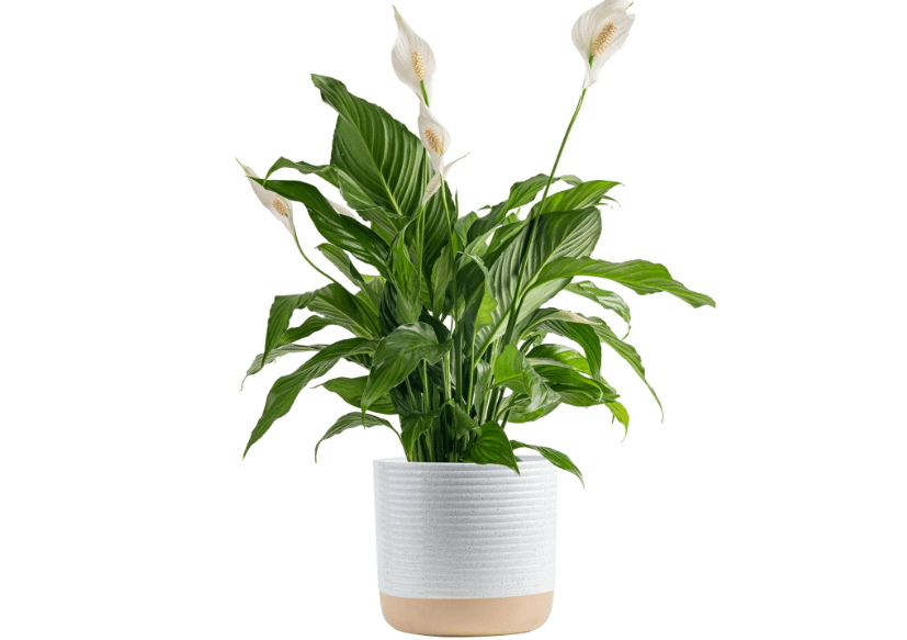 
Costa Farms Peace Lily Plant, Live Indoor Houseplant with Flowers Potted in Indoors Garden Plant Pot, Air Purifying Potting Soil, Birthday, New House Gift