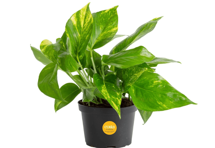 
Costa Farms Golden Pothos Live Plant, Easy Care Indoor House Plant in Grower's Pot, Potting Soil, Great for Outdoor Hanging Planter or Basket