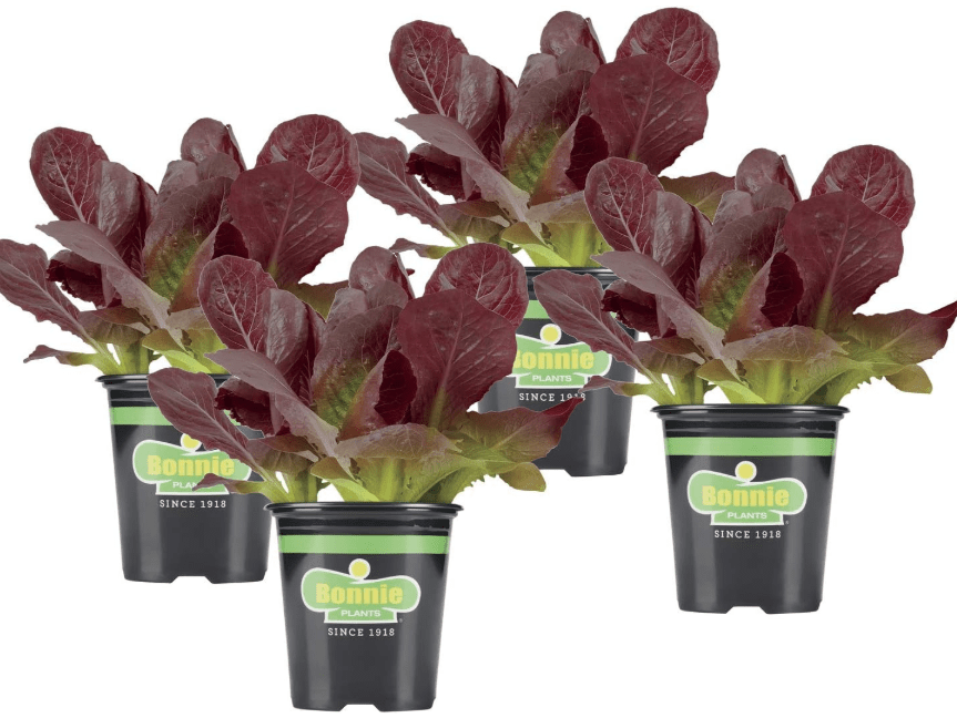 
Bonnie Plants Red Lettuce 19.3 oz. 4-pack