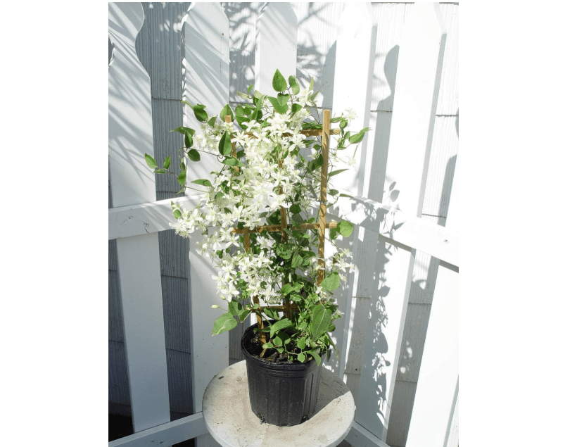 
Clematis paniculata (Sweet Autumn Clematis) Perennial, white flowers, 8`` - Size Container