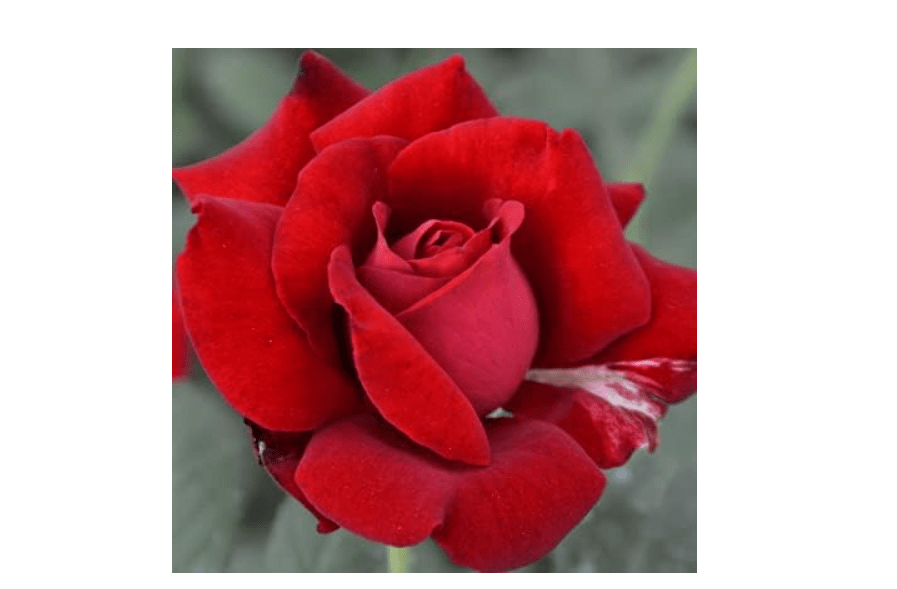 
Ma Cherie Roses - Don Juan red climbing roses live plants, rose bushes ready to plant, 2 quart pot, roses live plants, climbing roses