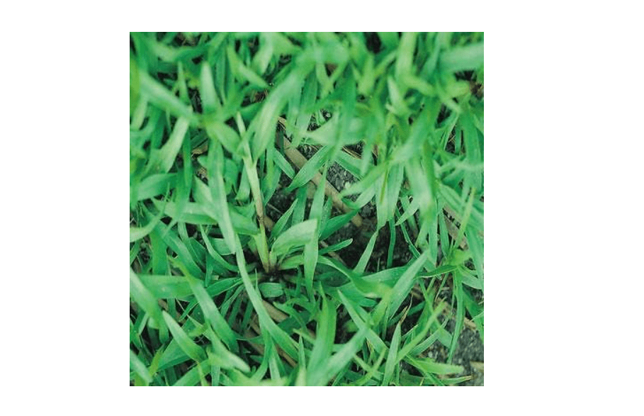 
Carpetgrass Seeds Coated 2 Lbs (Carpet Grass Seed)