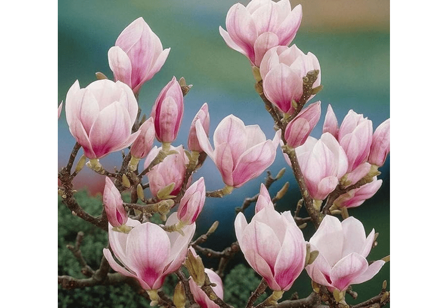 
2 Saucer Magnolia Trees - Magnolia x Soulangeana, 6-12” Tall, Live Shrub in 2.5” Pot - Perfect for Gardens & Landscaping