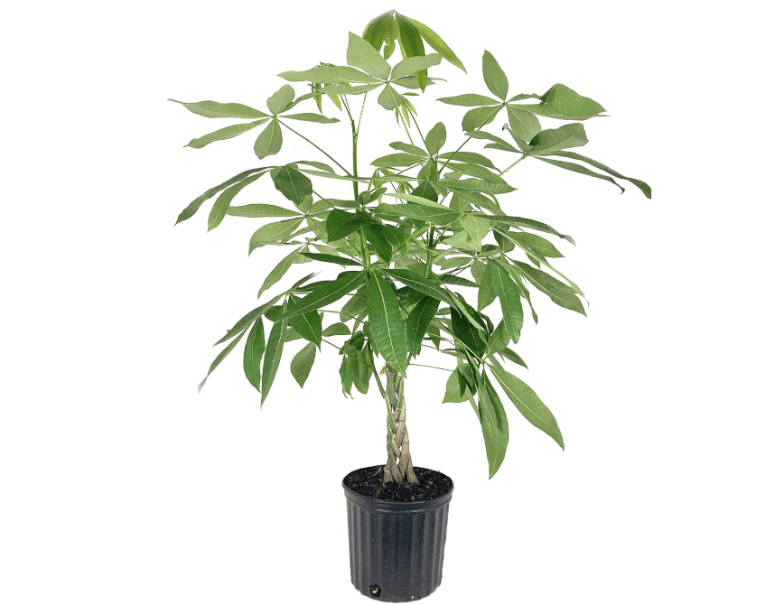 
Money Tree Braid - Live Plant in an 10 Inch Growers Pot - Pachira Aquatica - Low Maintenance Pet Friendly Indoor Houseplant