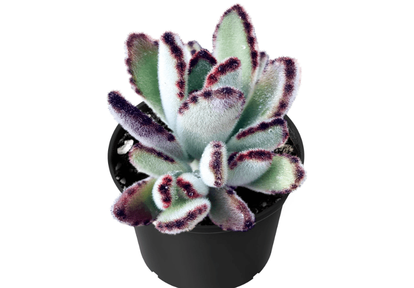 
Sprout N Green Kalanchoe Tomentosa Daruma, Live Cactus Plant Fully Rooted in 4" Pots with Soil Mix, Houseplant for Indoor Outdoor Home Office Decor