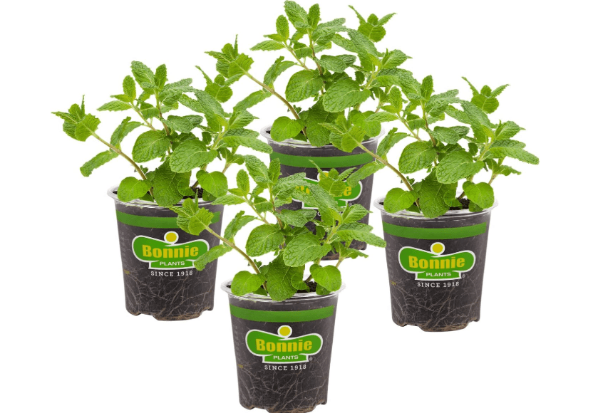 
Bonnie Plants Sweet Mint Live Edible Aromatic Herb Plant - 4 Pack, Easy To Grow, Non-GMO, Perennial In Zones 5 to 11, Used In Teas & Other Beverages