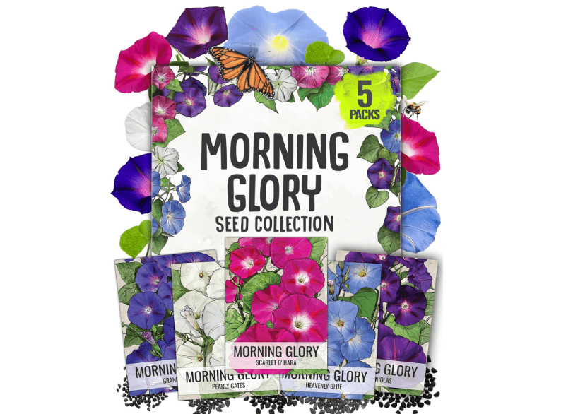 
Seed Needs Morning Glory Seeds for Planting - Variety Pack/Collection of 5 Individual Varieties - Heirloom & Open Pollinated Vines to Plant a Butterfly
