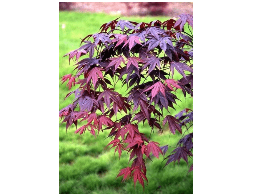 
BLOODGOOD Japanese Maple acer palmatum ‘Bloodgood’ 2 - Year Live Tree by Tristar Plants- in ABP Container