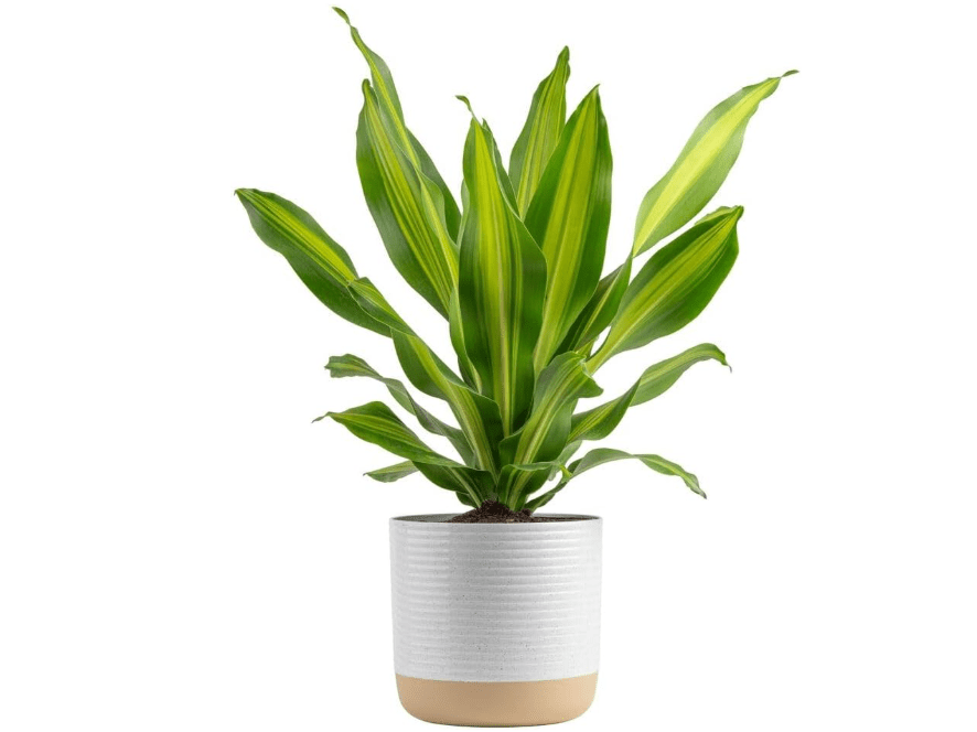 
Costa Farms Dracaena Golden Heart Live Indoor Plant, Easy to Grow Houseplant in Decor Plant Pot, Potting Soil Mix, Living Room Home and Office Decor