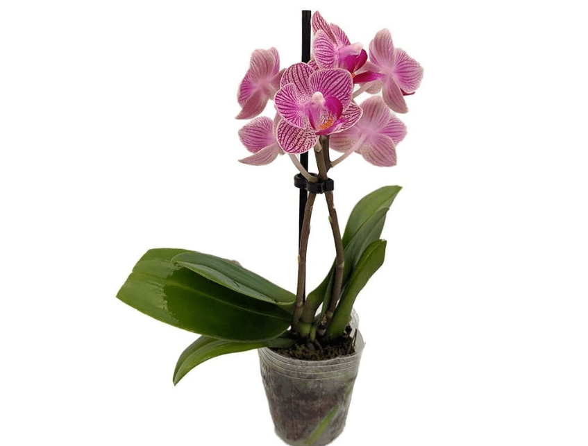 
Surprise Moth Orchid Plant - Phalaenopsis - 2" Pot - Easy House Plant