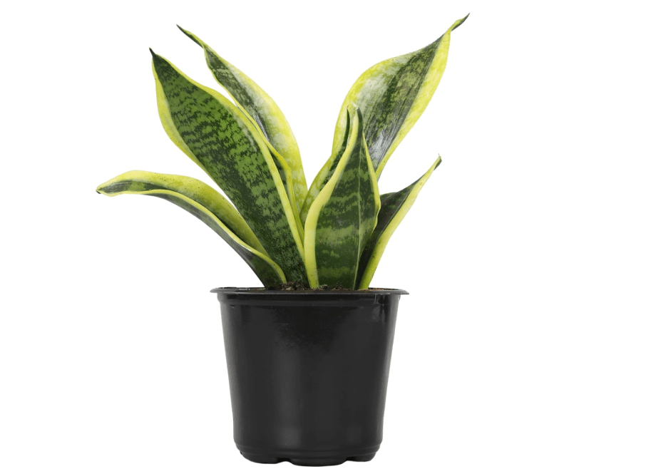 
Live Snake Plant, Sansevieria trifasciata Superba, Fully Rooted Indoor House Plant in Pot, Mother in Law Tongue Sansevieria Plant, Potted Succulent Plant,