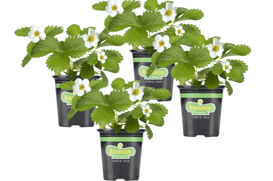
Bonnie Plants Strawberry, Live Plant
