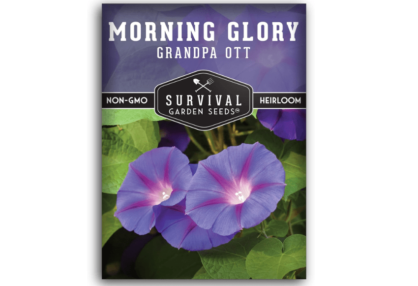 
Survival Garden Seeds - Grandpa OTT Morning Glory Seed for Planting - Packet with Instructions to Plant and Grow Ipomoea Purpurea in Your Home Vegetable
