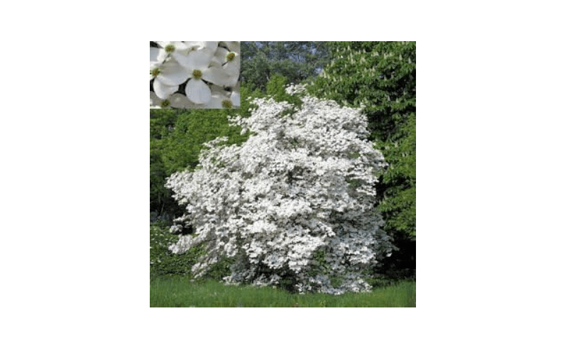 
FLOWERING DOGWOOD CORNUS FLORIDA 10 seeds by Tropical Oasis