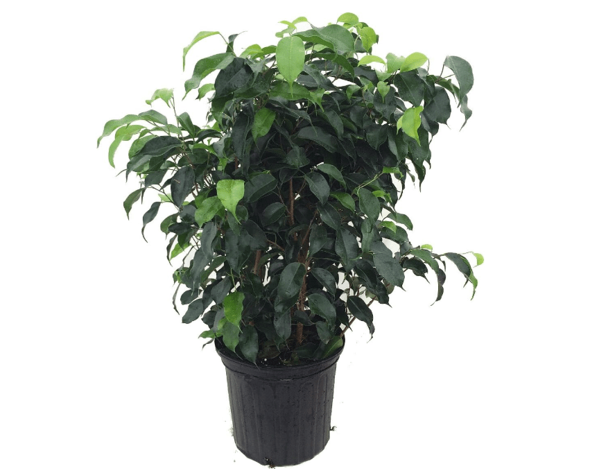 
Wintergreen Weeping Fig Tree - Ficus - Great Indoor Tree for Low Light - 8" Pot