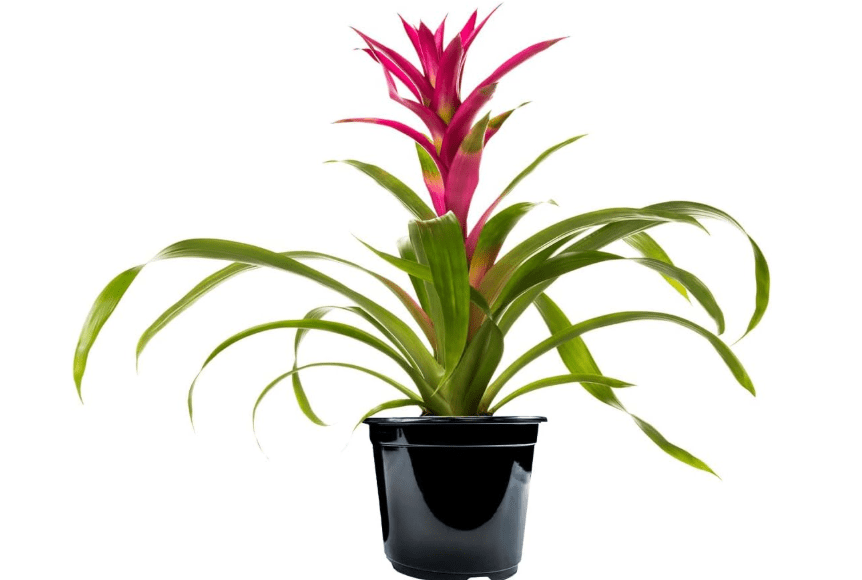 
American Plant Exchange Live Bromeliad Guzmania – 6-Inch Pot – Colorful Tropical Houseplant with Bright Long-Lasting Blooms, Easy Care Indoor Plant for
