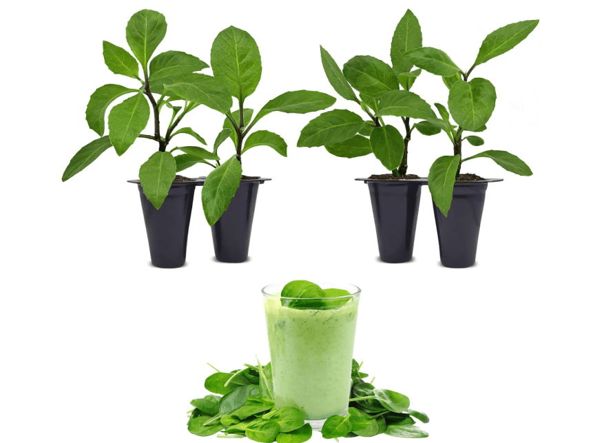 
Longevity Spinach Plant (4 Pack) | Real Live Vegetable Plant for Sale | Nutrient-Rich Superfood | Easy to Grow Live Plant for Home Gardens, Organic