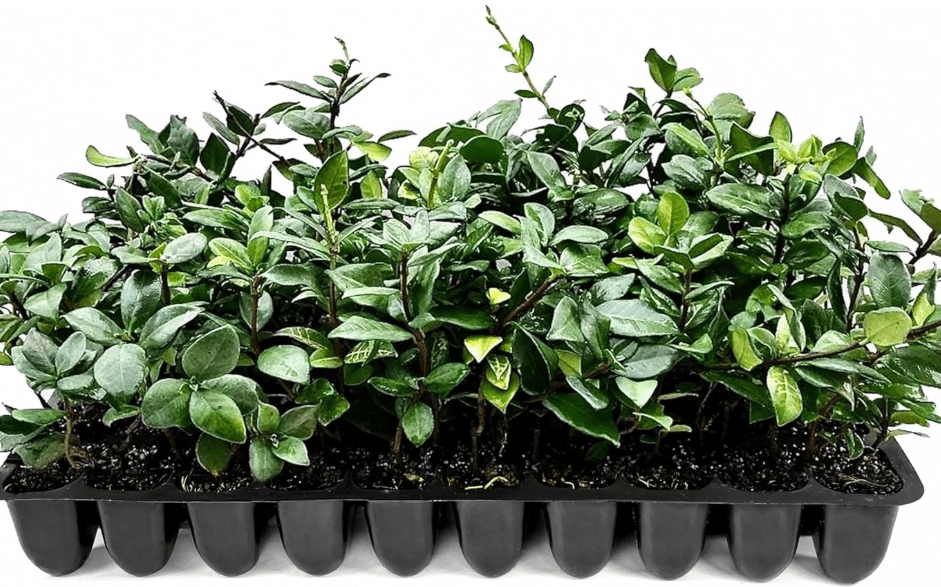 
Star Jasmine | 40 Live Plants | Trachelospermum Jasminoides | Fragrant Blooming Evergreen Vine, Low Maintenance, Climbing, White Flowers, Attracts