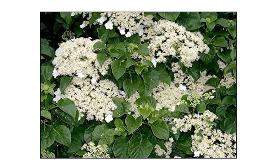 
Climbing Hydrangea, Hydrangea Anomala Petiolaris, 50 Seeds 