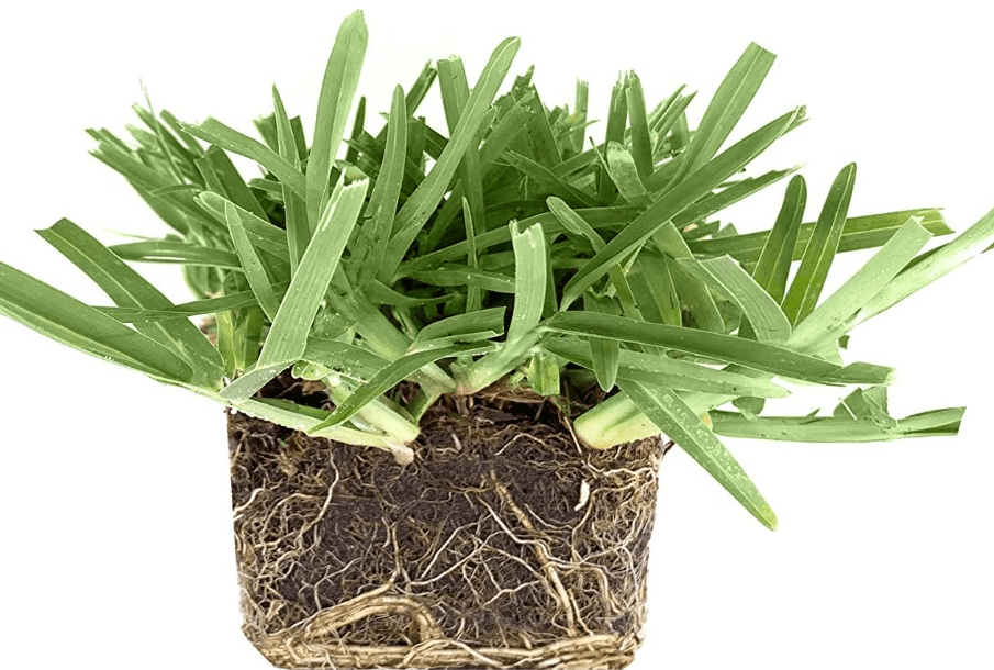 St. Augustine 'Floratam' 3 Inch Sod Plugs - 6 Extra Large Live Plugs - Drought, Salt and Shade Tolerant Turf Grass