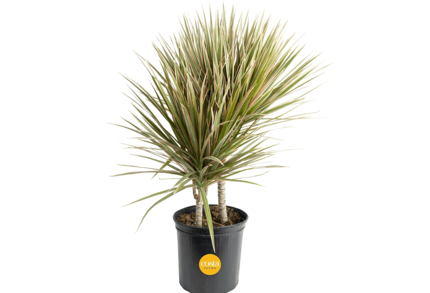 
Costa Farms Dracaena Marginata Magenta Madagascar Dragon Tree Live Indoor Plant, 3 to 4-Feet Tall, Potted in Grower's Pot