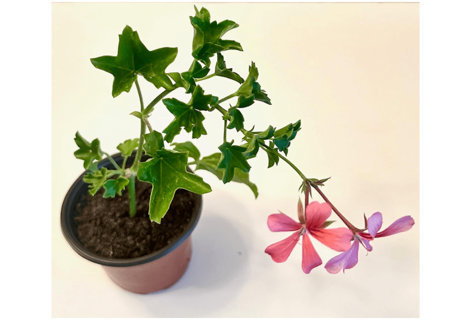 
Set of 2 Live Ivy Geranium -Pelargonium Peltatum, Climbing Ivy Leaves with Pink Flowers, 2 Fully Rooted Plants 6-12" Long, Options of Single-Layer