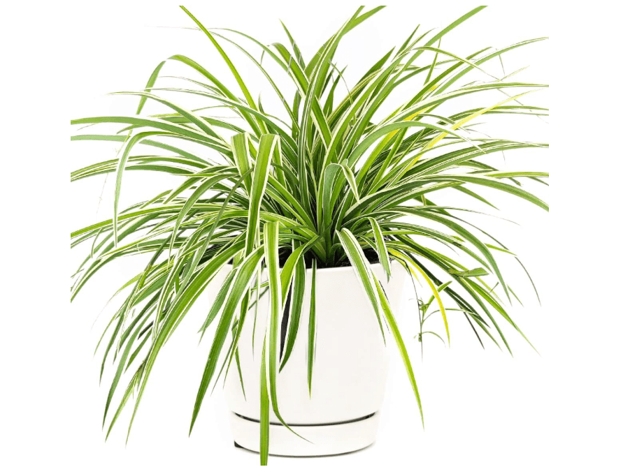 
Spider Plant - Chlorophytum comosum (6" White Minimalist Pot with Saucer) - Air-Purifying Easy Houseplant for Low Light Rooms - Easy to Care Houseplant