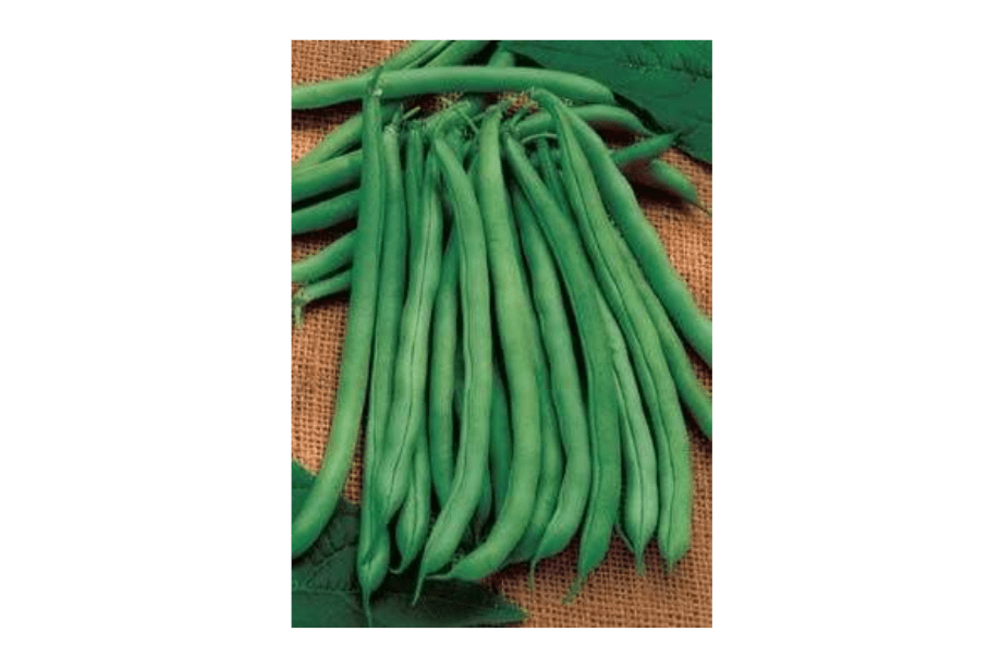 
50 French Blue Lake Pole Bean Phaseolus Vulgaris Vegetable Seeds