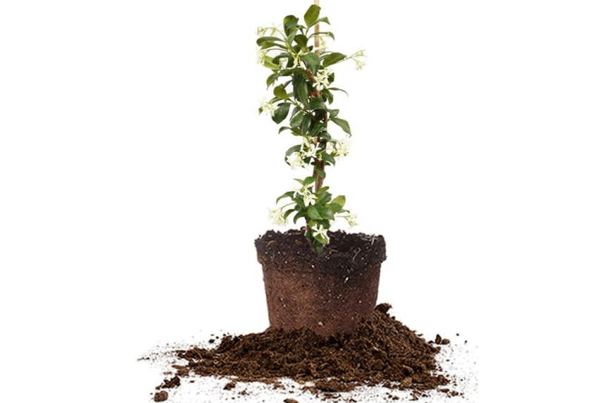 
Perfect Plants Confederate Jasmine Live Plant, 1 Gallon Pot, Includes