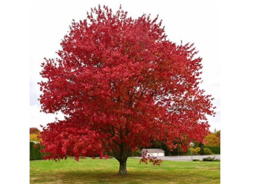 
TriStar Plants - Native Red Maple, Acer rubrum - 1 Gallon Trade Pot, Native Plant, Live Plant for Sale, Shade Tree, Fast Growing Tree