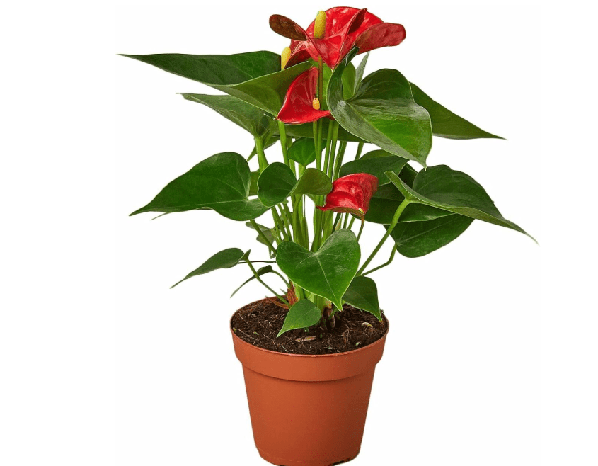 
Anthurium Red Flamingo Flower Beautiful Bloom