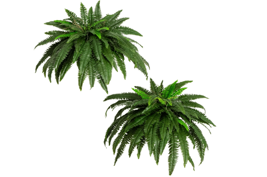 Nearly Natural 48-in Artificial Boston Fern, Set of 2, Large Hanging Fake Plant Wall Decor with 67 Fronds, Faux Fern Vines that Look Real for Home and.