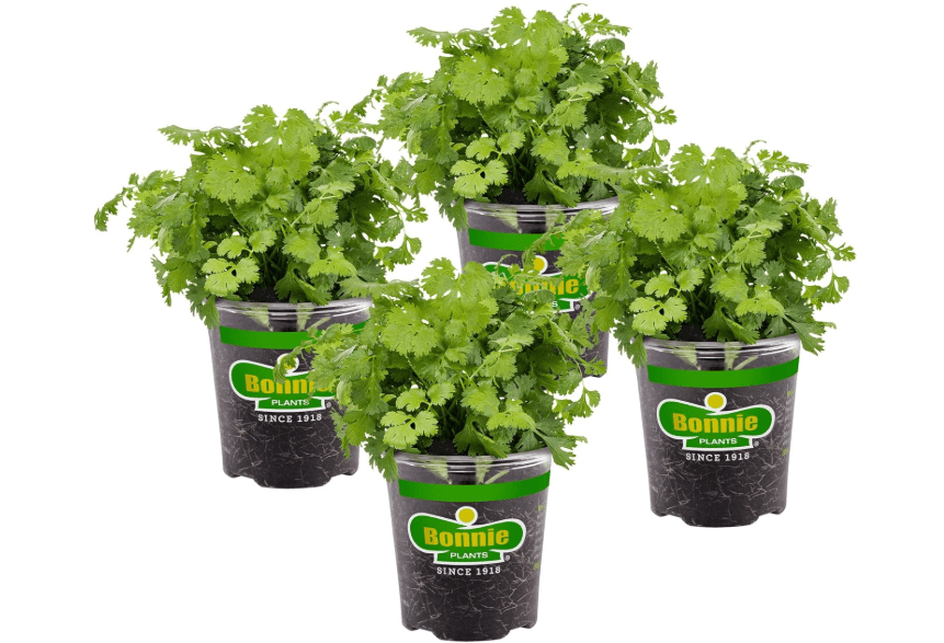 
Bonnie Plants Cilantro Live Herb Plants - 4 Pack, Cool Season Annual, Leaves & Seeds In Mexican, Caribbean or Asian Dishes
